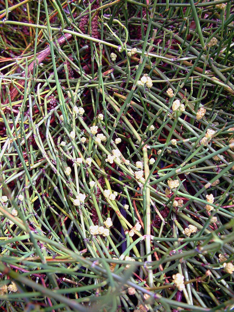 マオウの基原植物・生薬