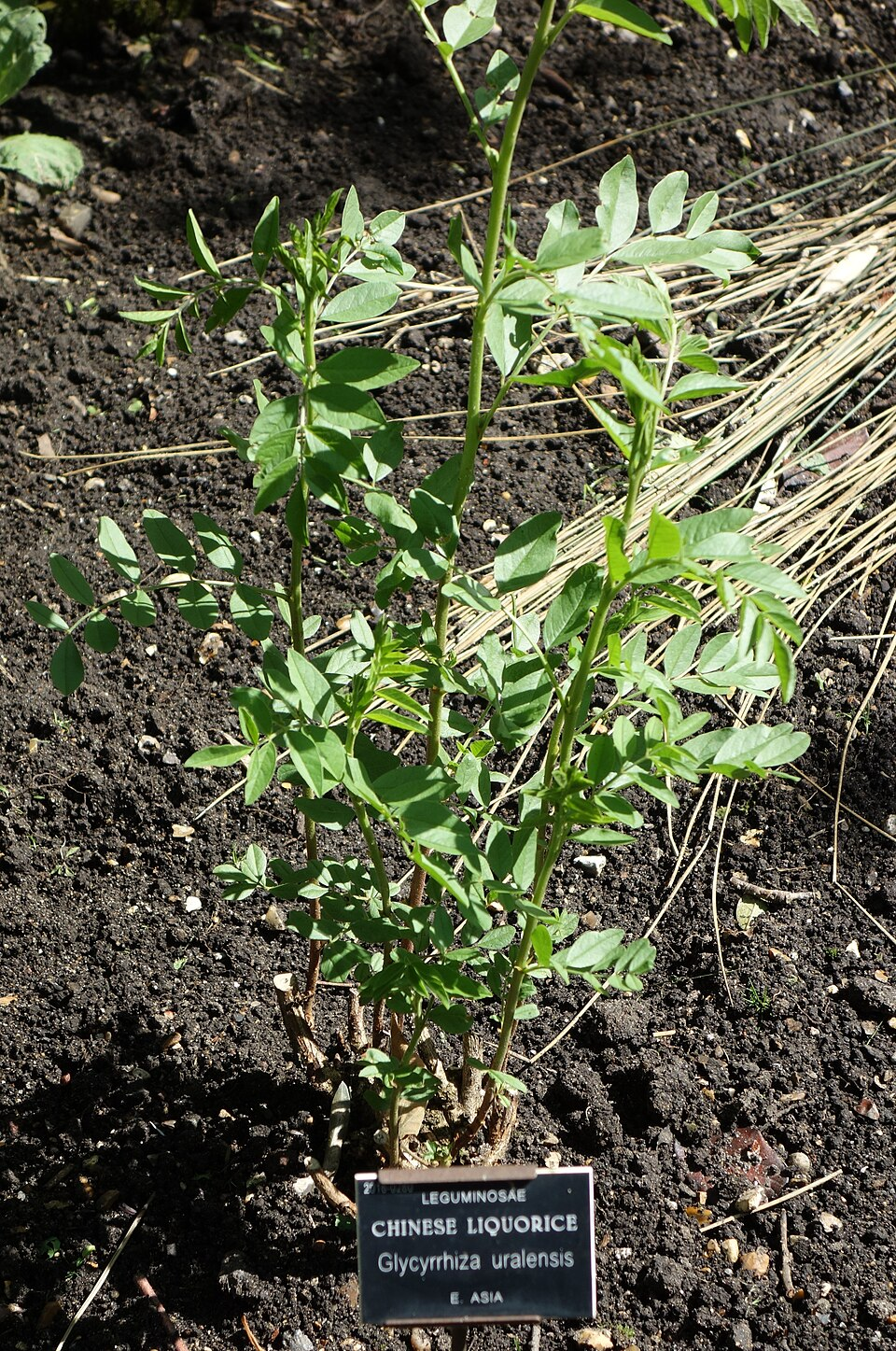 カンゾウの基原植物・生薬