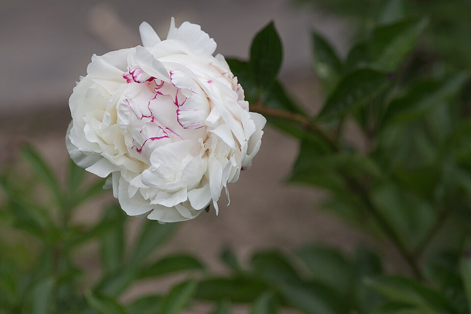 シャクヤクの基原植物・生薬