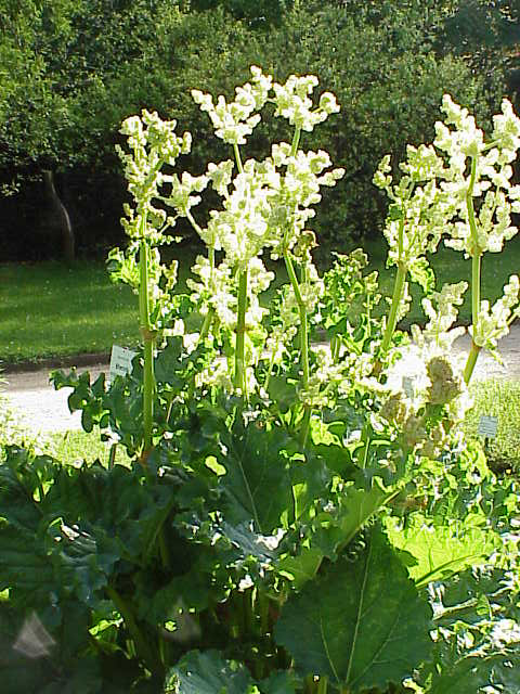 ダイオウの基原植物・生薬