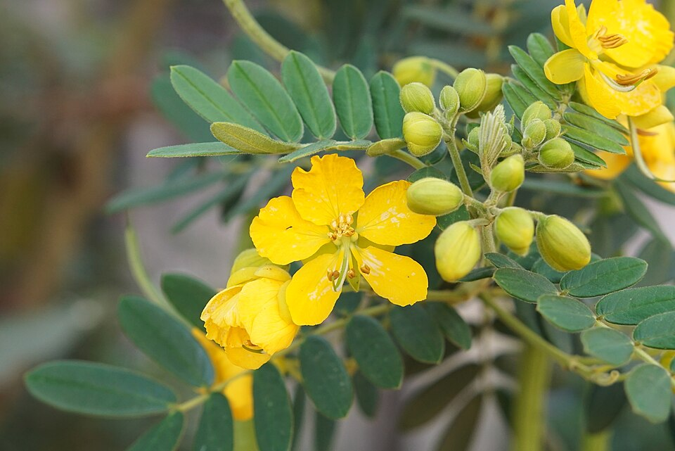 センナの基原植物・生薬