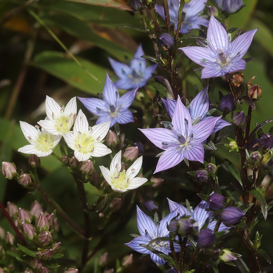 センブリの基原植物・生薬