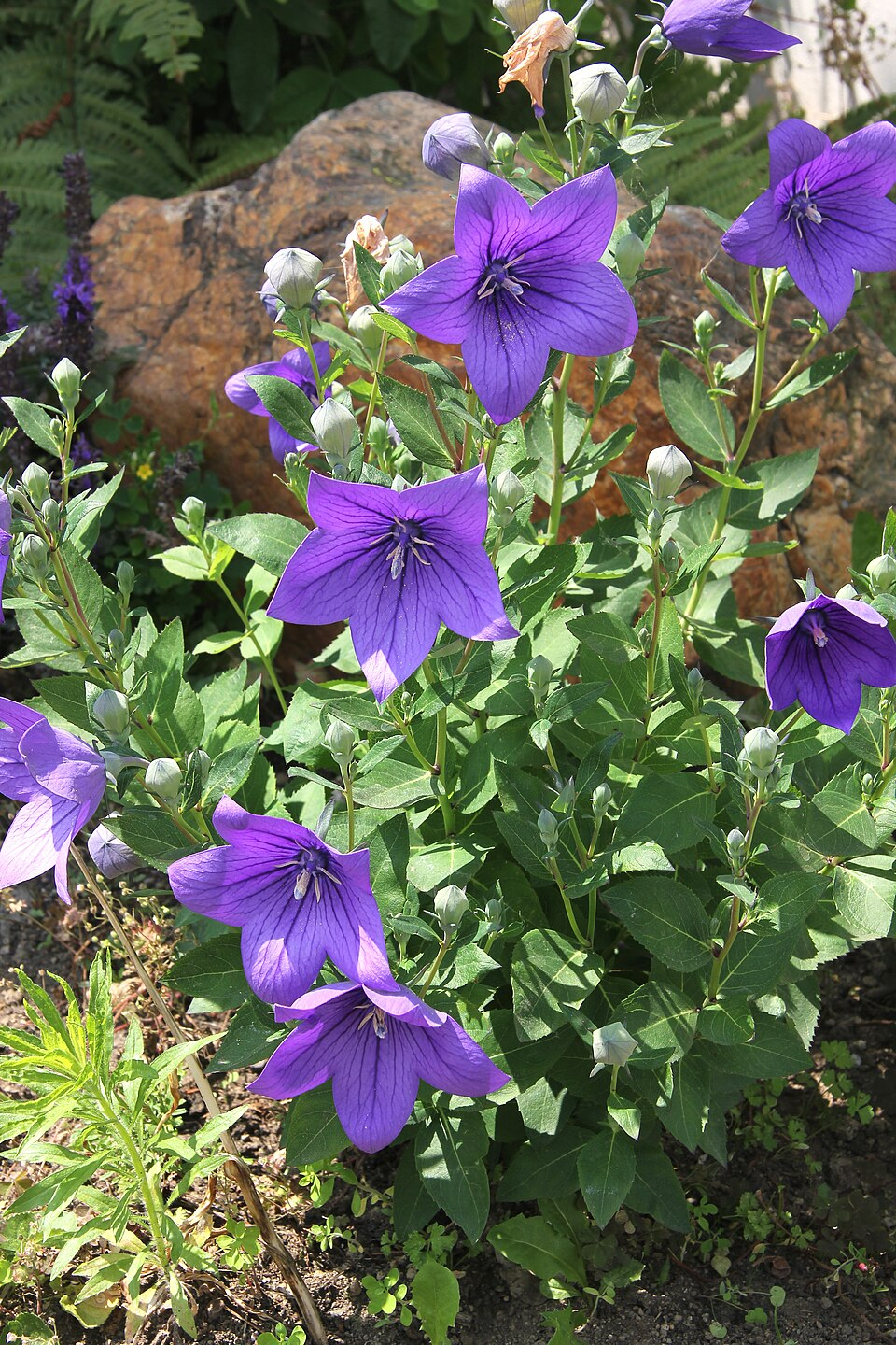 キキョウの基原植物・生薬
