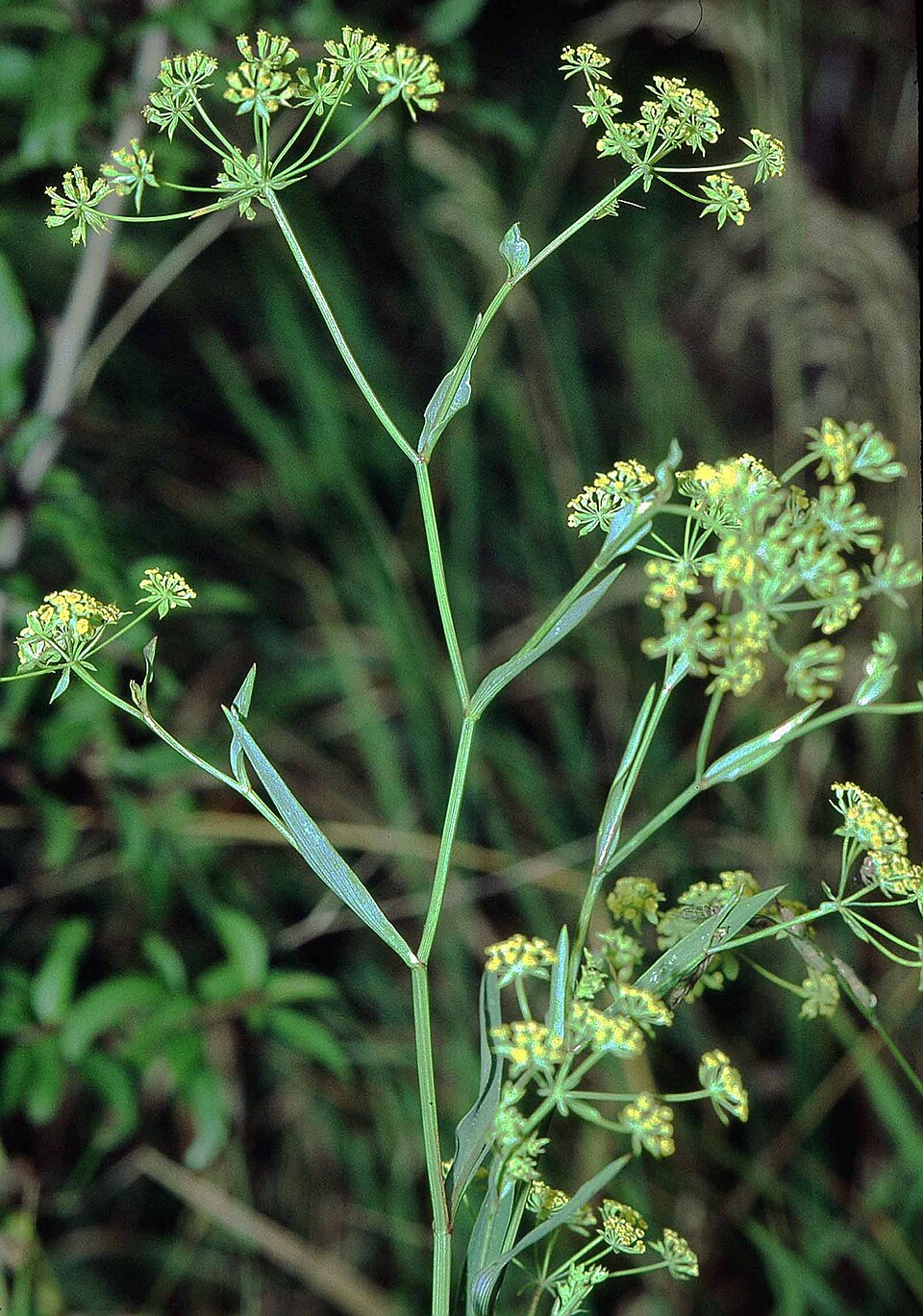 サイコの基原植物・生薬