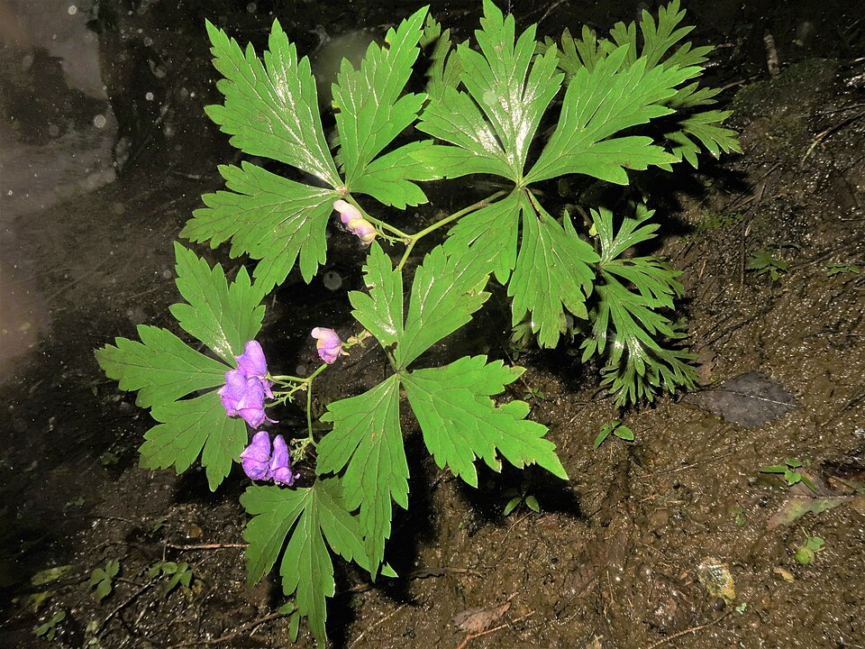 ブシの基原植物・生薬