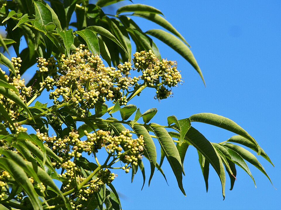 オウバクの基原植物・生薬
