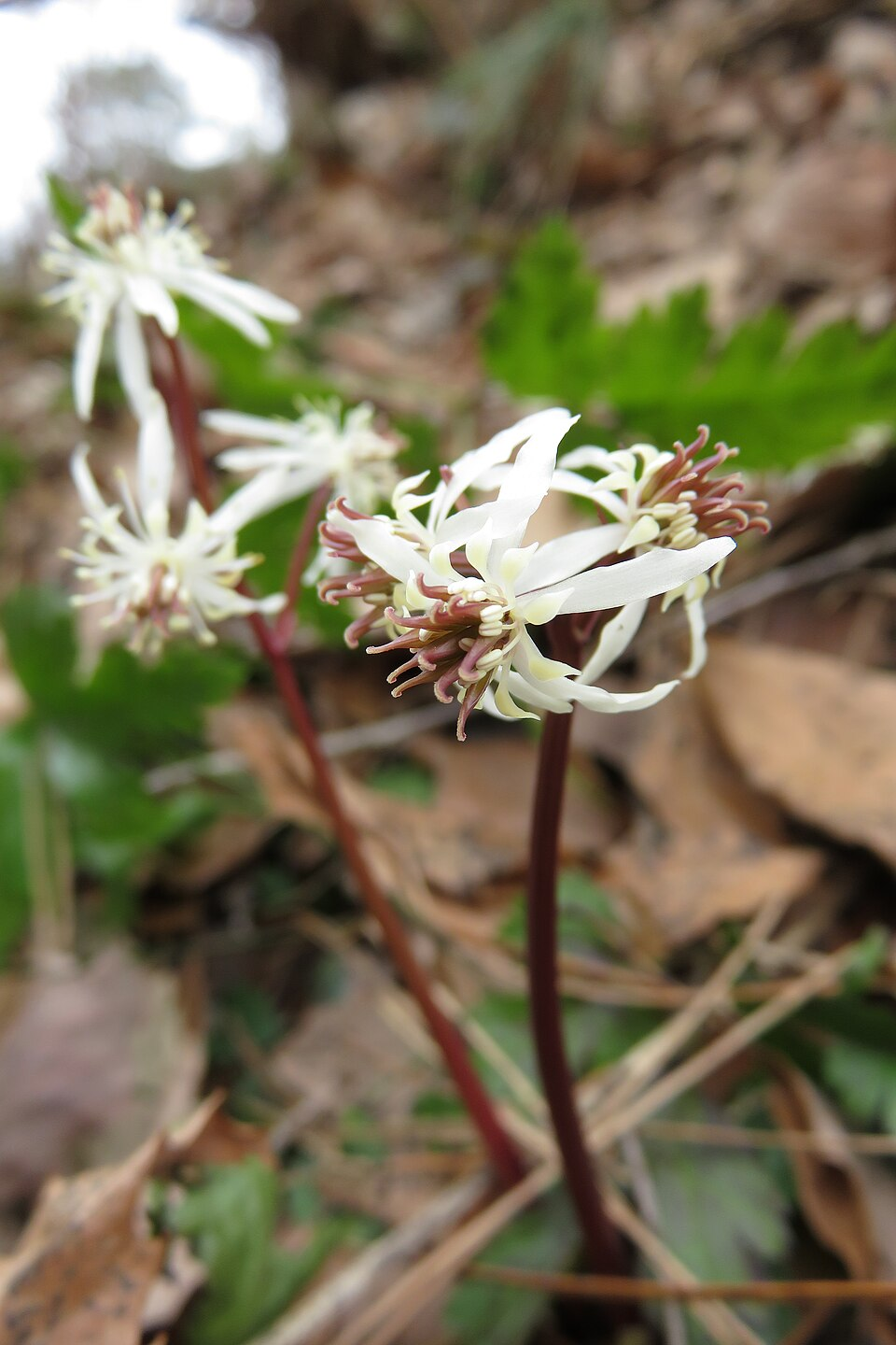 オウレンの基原植物・生薬