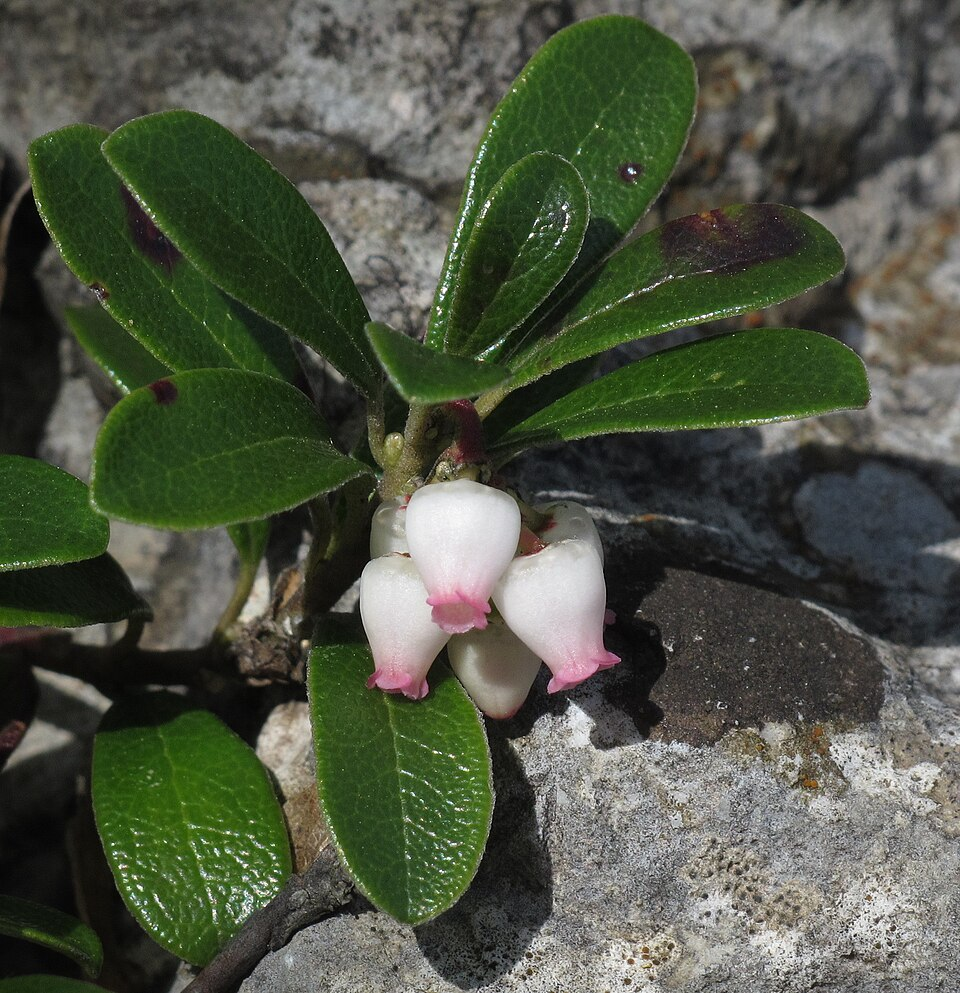 ウワウルシの基原植物・生薬