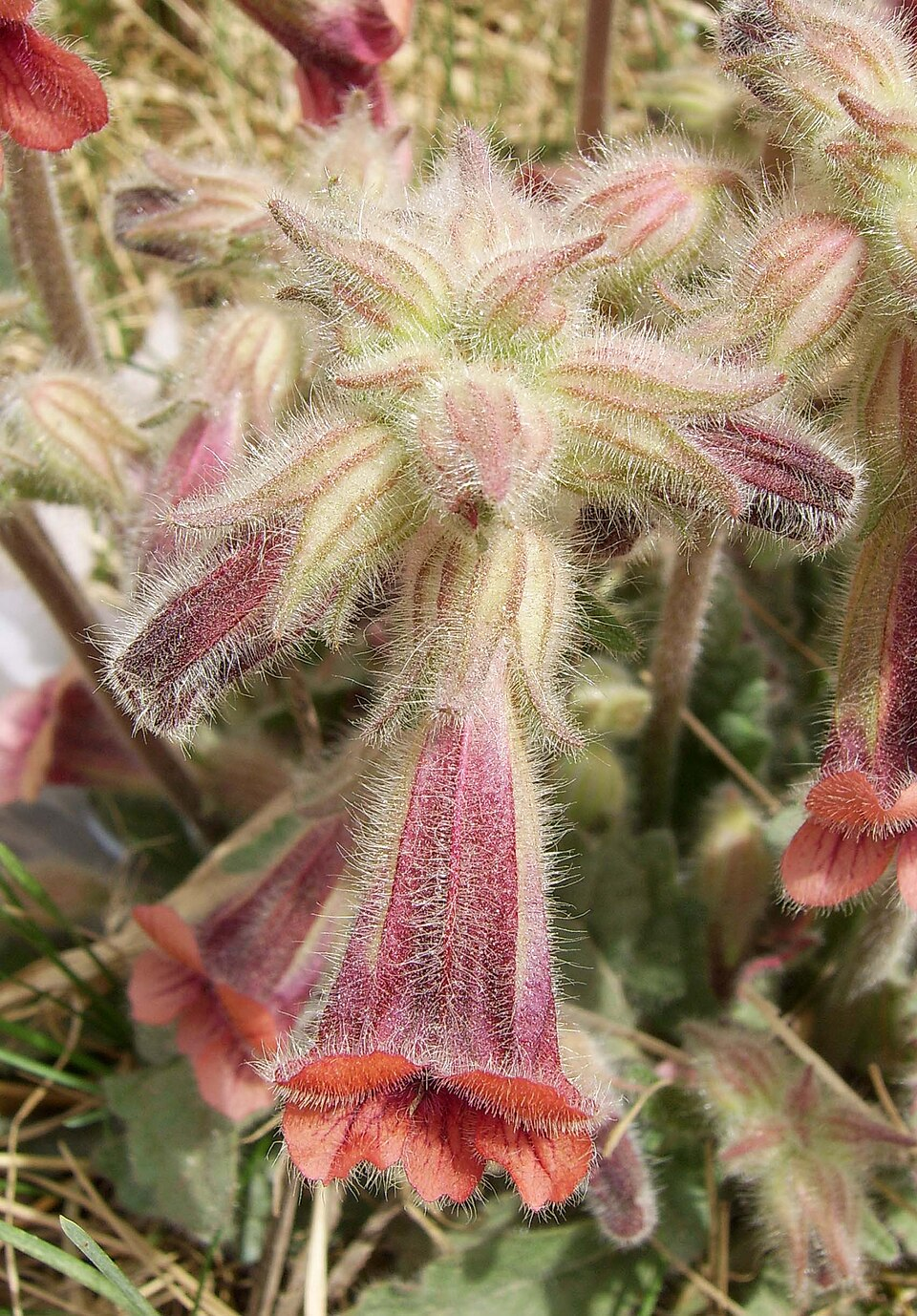 ジオウの基原植物・生薬