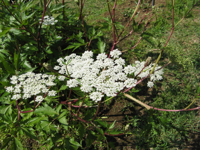 トウキの基原植物・生薬